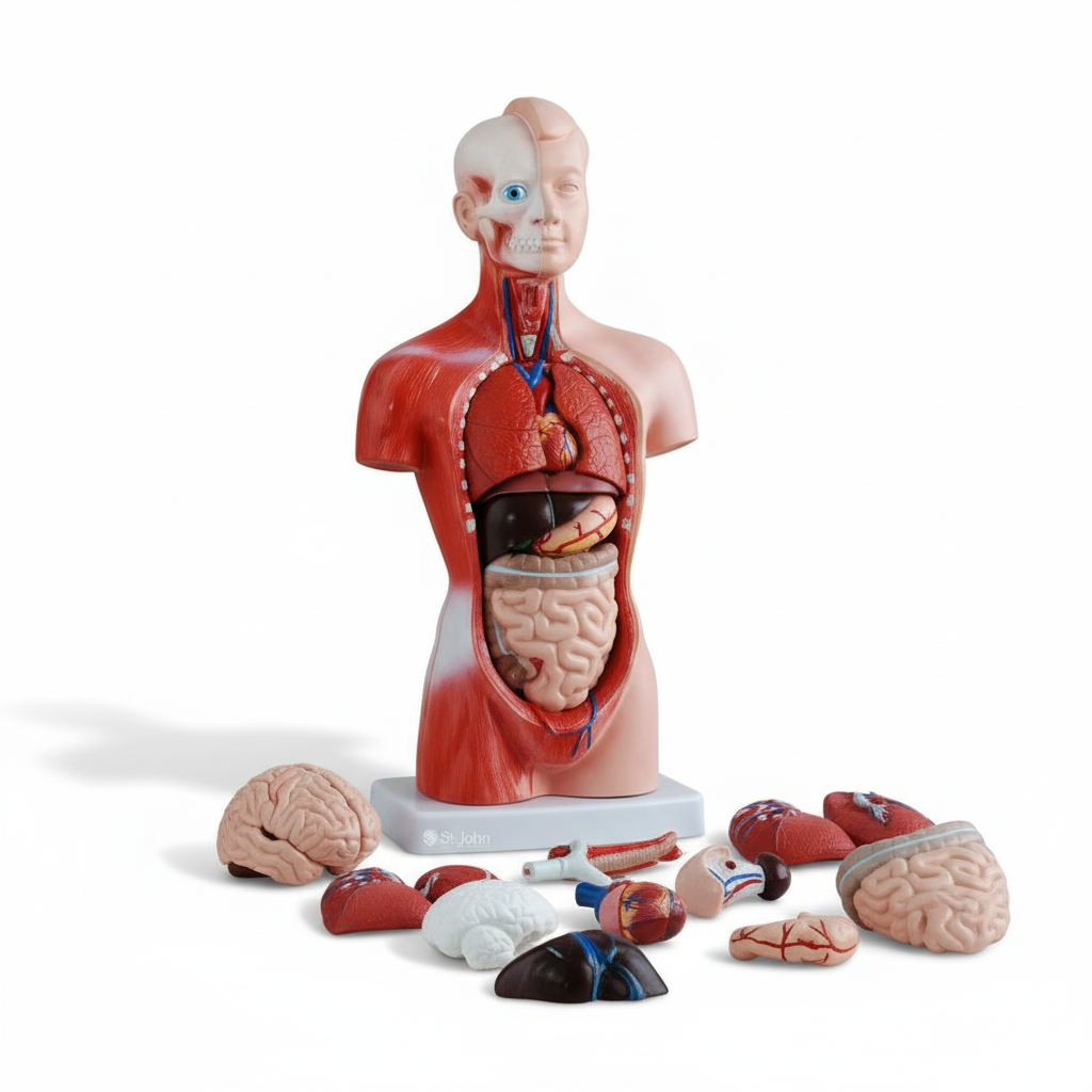Anatomical Torso Model displaying removable organs including brain, heart, lungs, liver, and intestines for detailed study.