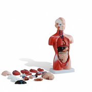 Anatomical Torso Model with 15 removable parts displaying detailed human organs for educational anatomy study and teaching.