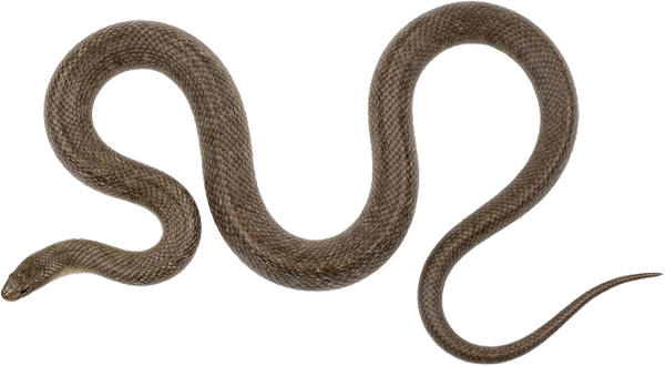 Snake Bite First Aid Kit